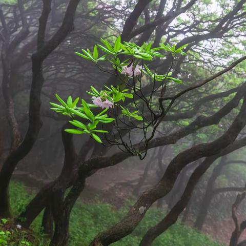 华顶山杜鹃花