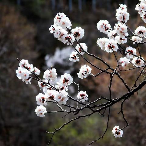 春花三月別样红——20230316