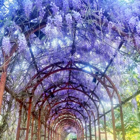 若待上林花似锦，出门俱是看花人。