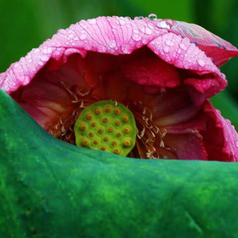 斜风暑雨洗诸尘，清泠静雅掩俗身。