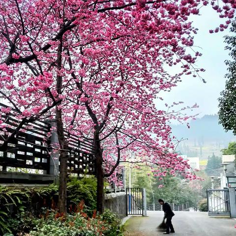 时光安静清雅，素心诗意安然