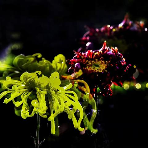 不是花中偏爱菊     此花开尽更无花