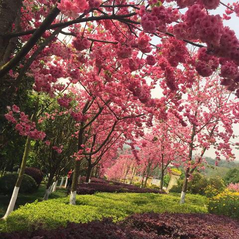 寻春、赏春、戏春——记四小三（1）班3月20日春游