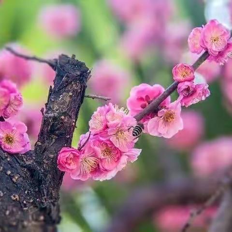 扬黄牛精神，做平凡工作——光山县文殊乡第二完全小学数学组教研