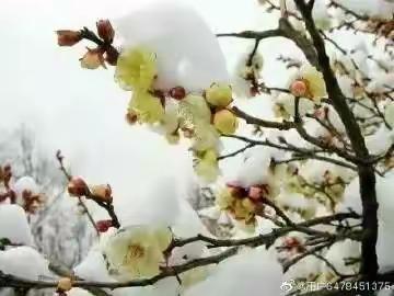 诗意童年—赏诗 赏雪 赏春天