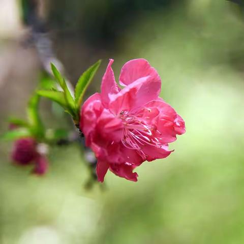 桃花盛开时