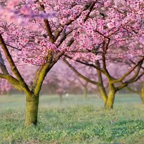 生生不息化芳菲