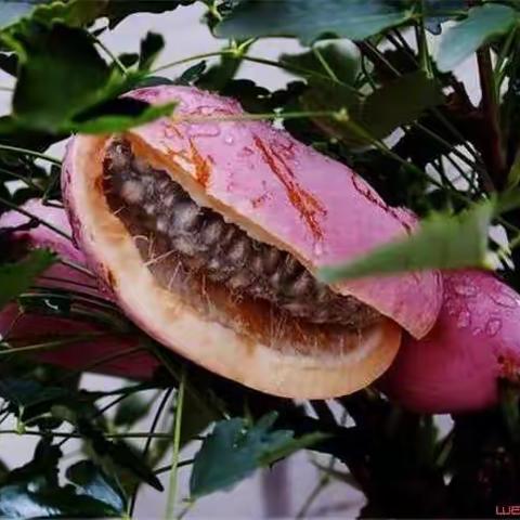 人间有味——山野水果