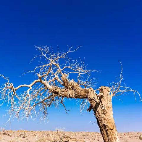 丝绸之路胡杨林3