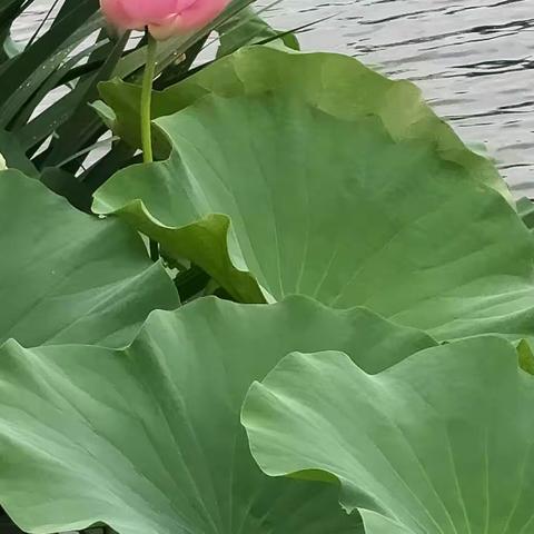 景树君的美篇