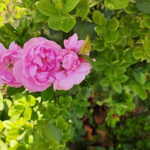 战“疫“时期，综合实践活动课让孩子们健康成长