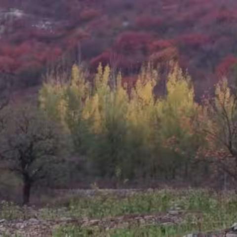 碧云天 黄叶地――请和我一起徜徉在浓墨重彩的秋色里