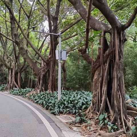 嶺南的树与根