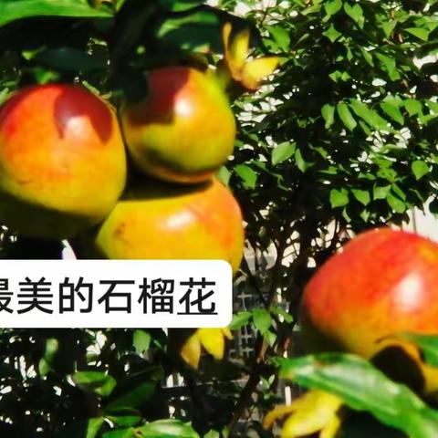 小区石榴长大了