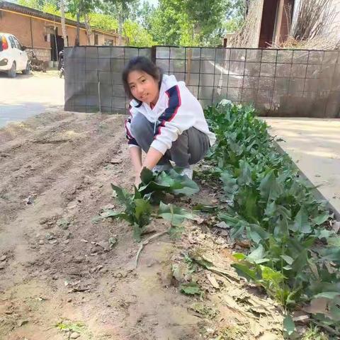 一分耕耘，一分收获———陈瑞雪小同学用劳动致敬五一劳动节