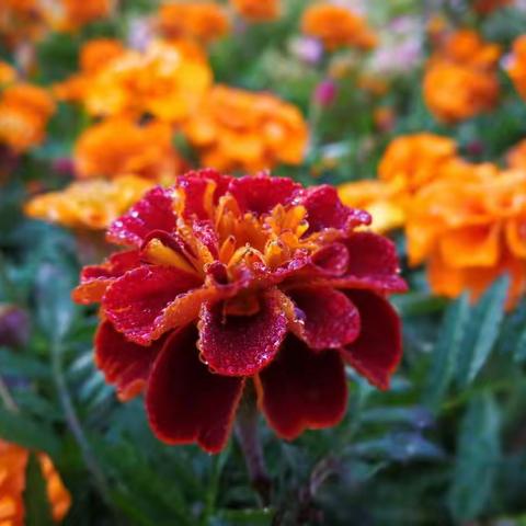 怎是一个“美”字了得。