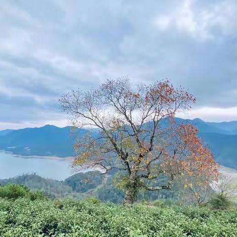 诗路天台┃《寄天台能上人》 北宋•释智圆