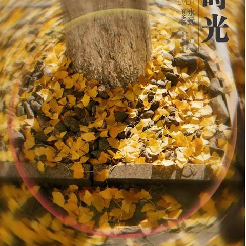 随手拍｜冬日神话 满目金黄🍂🍂🍂