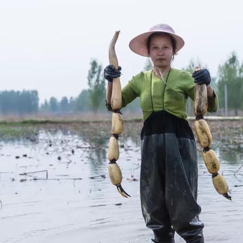 七里庄村种植的藕，丰收啦！