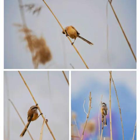 震旦鸦雀