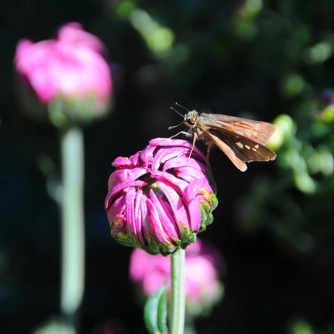 菊花,色彩斑斓  争奇斗艳。 深秋赏菊,可谓秋天的一大快事。菊花凭借一片片花瓣！……