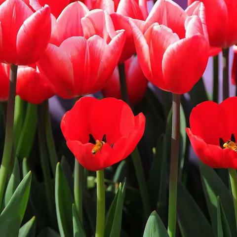 国际香草园邀约绵阳人民踏青赏花…