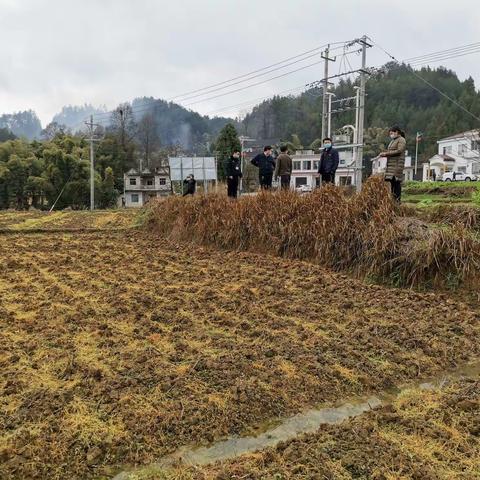 百合基地禁止违规使用草甘膦，我们在行动 ！