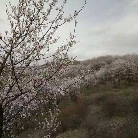 礼县永坪镇周家小学春游记