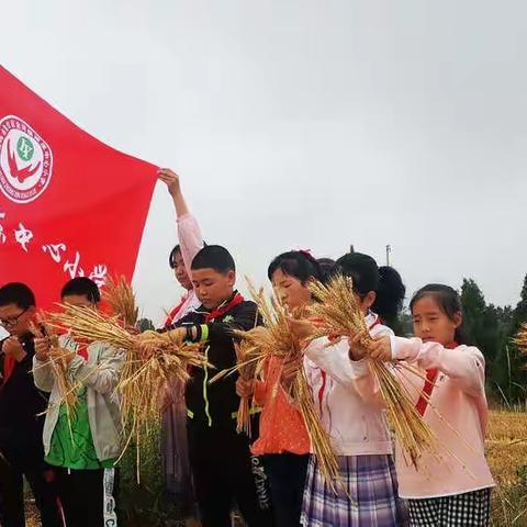 捡拾麦穗 颗粒归仓 ——陵原中心小学开展劳动体验课之捡麦穗