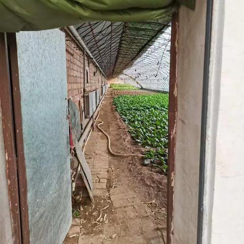 劳筋骨，益心智——记师大附校小学部二年级全体学生劳动实践活动