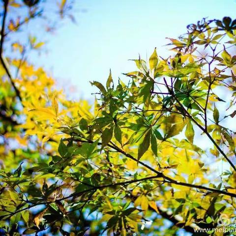 🍁“你好，秋天！”——开福区第一小学棒棒糖中队秋季社会实践活动