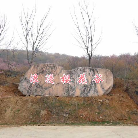 余杭樱花谷、径山活动