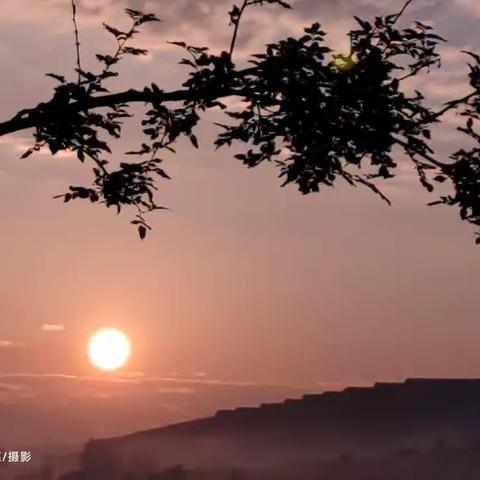 朝露【摄影】【原创】