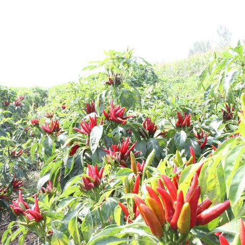 黄叶陌上秀，金秋百果香