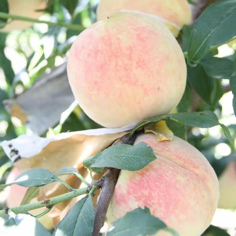 雪桃状元——王明性