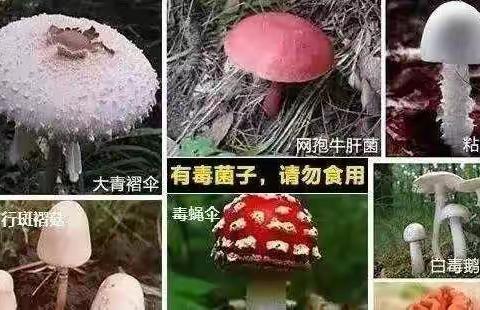 丁的美篇