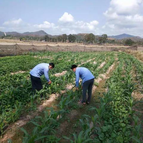 三亚市草地贪夜蛾防控周报（第3期）