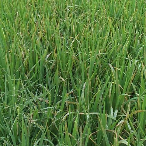 台风天气注意水稻病害