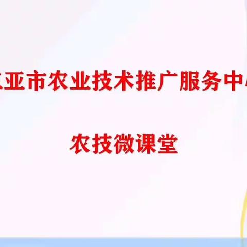 三亚《农技微课堂》第9课：豇豆栽培管理的几点注意事项