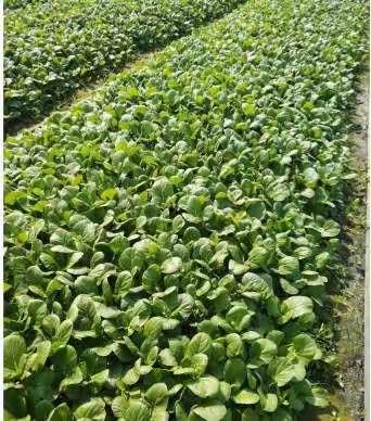 降雨天气后瓜菜管理技术措施