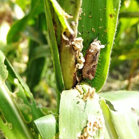 三亚《农技微课堂》第8课：草地贪夜蛾的识别与防控（二）