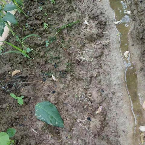 雨后泡水的菜地