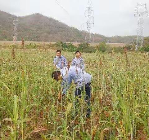 三亚市草地贪夜蛾防控周报（第2期）