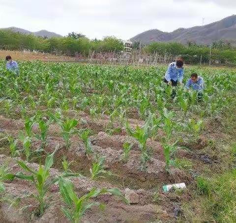 三亚市草地贪夜蛾防控工作周报（第5期）