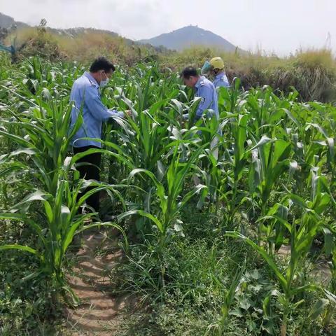 三亚市草地贪夜蛾防控工作周报（第6期）