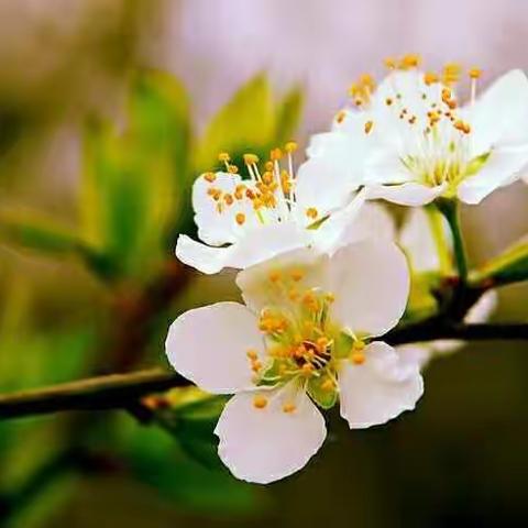 春来花已绽，人来花更艳――商城校区校园广播站又开播啦