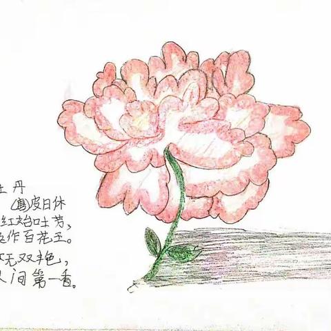 启明星——花中之王牡丹