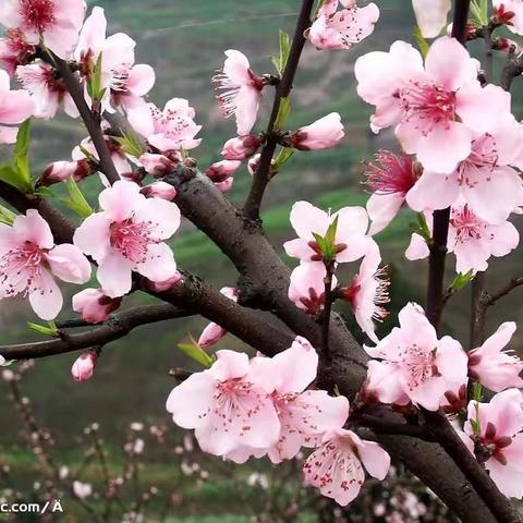 和春天一起相约！！🌸🌸🌸🍀🍀🍀