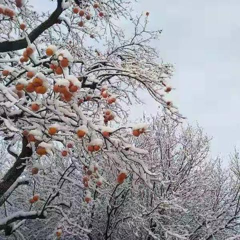 雪霁天寒柿正红，簪银饰玉傲霜空