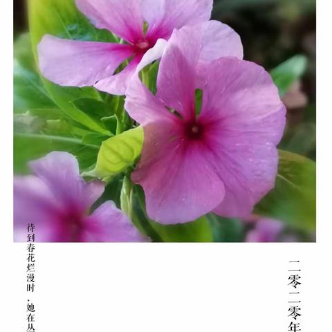 周末日记—待春来